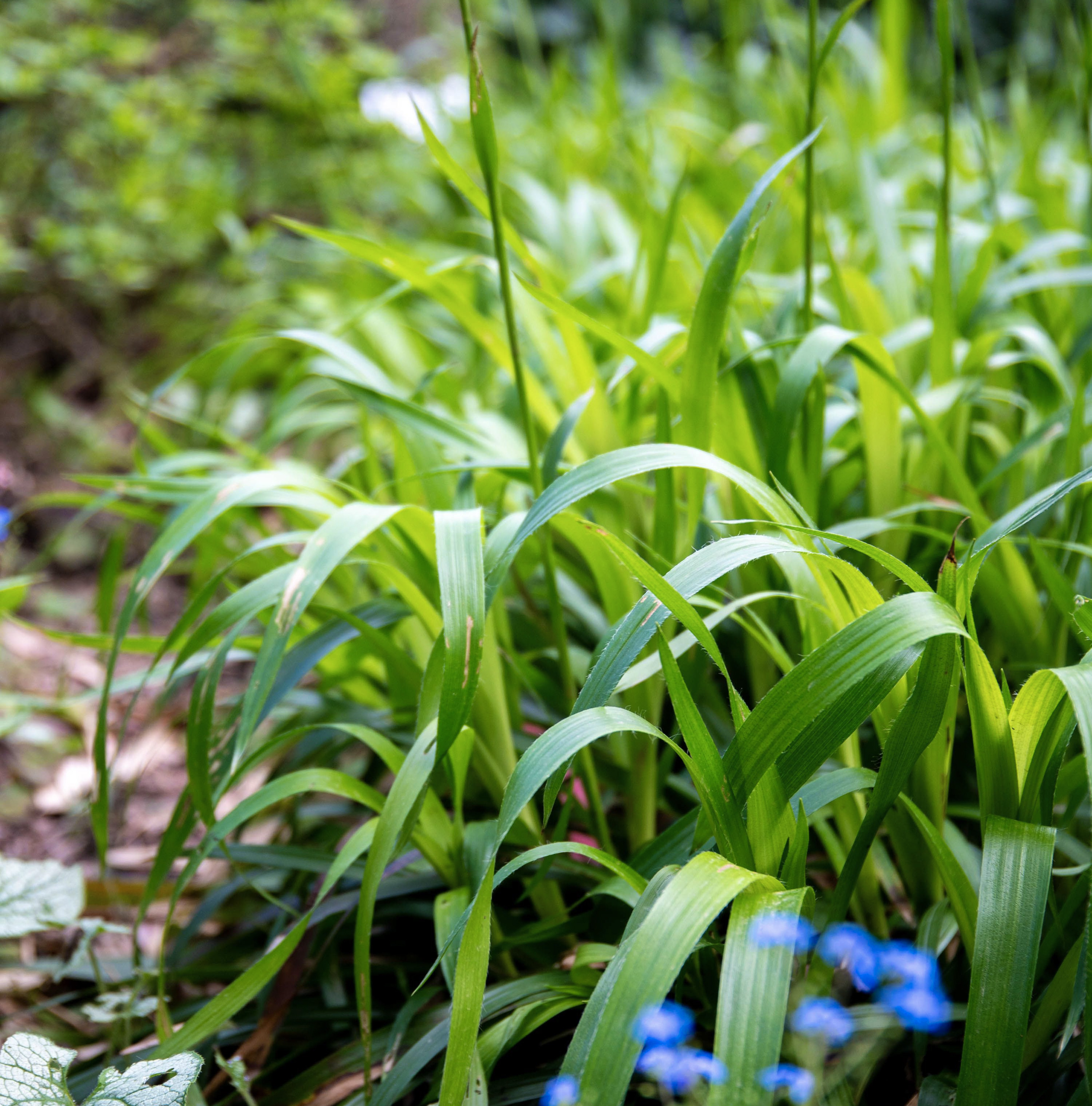 Waldmarbel