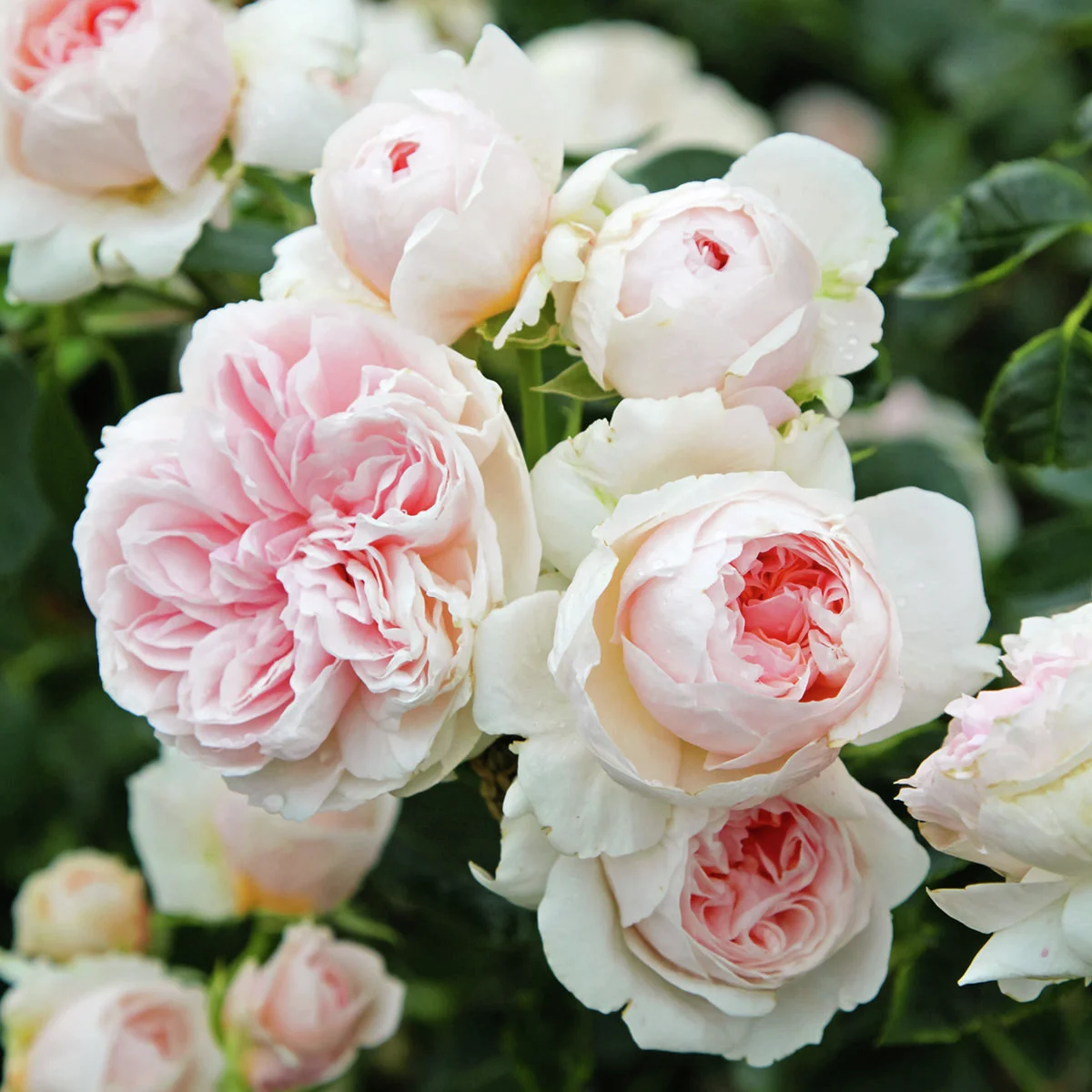 Kletterrose Sabrina®