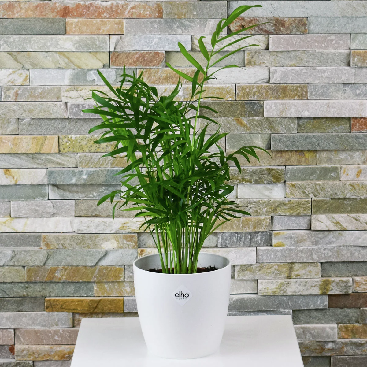 Bergpalme, im ca. 15 cm-Topf, Höhe ca. 40-60 cm