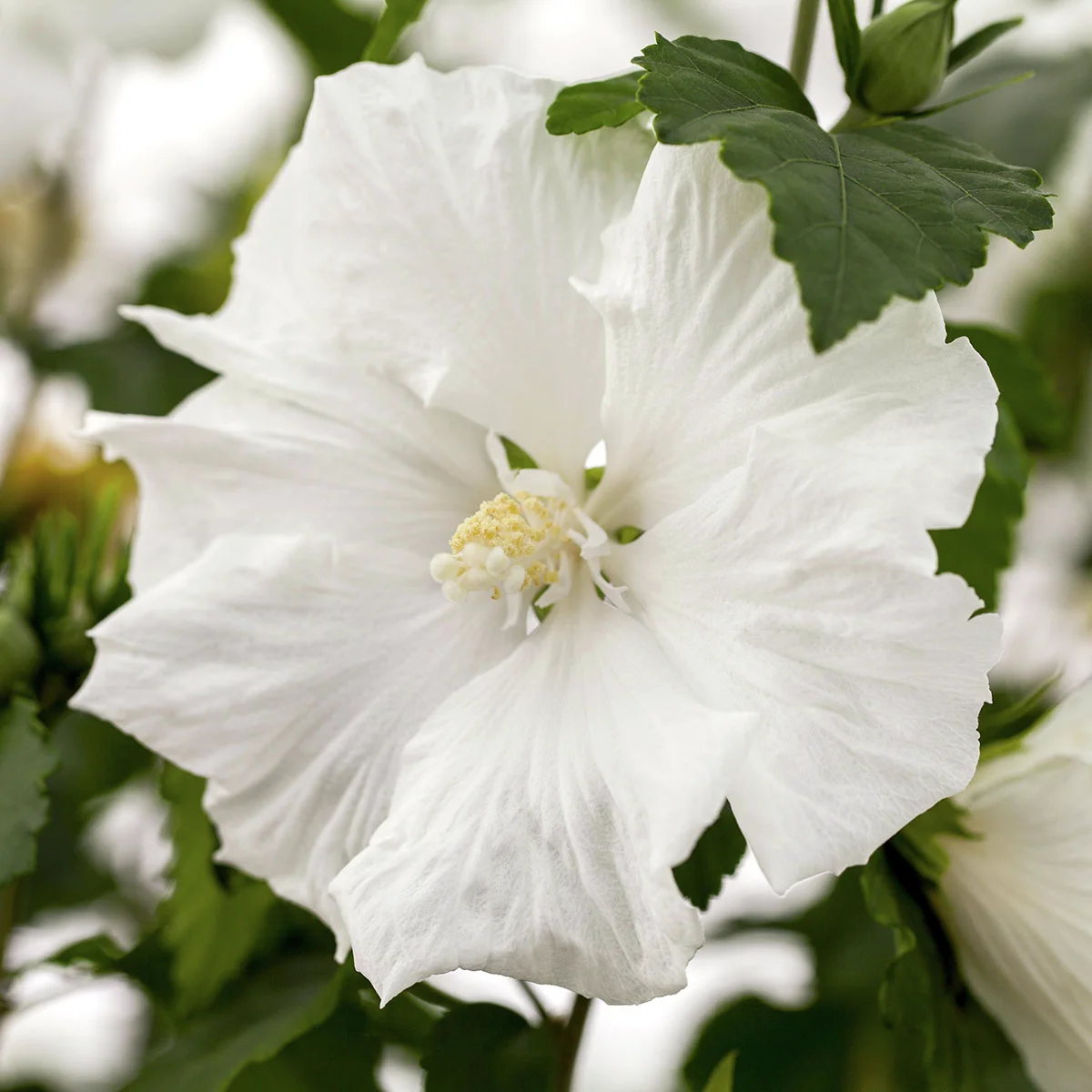 Gartenhibiskus-Stämmchen Diana