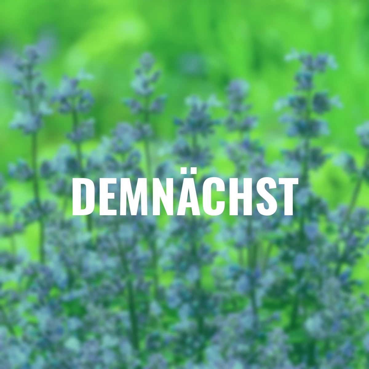 Katzenminze, blau, im ca. 9 cm-Topf