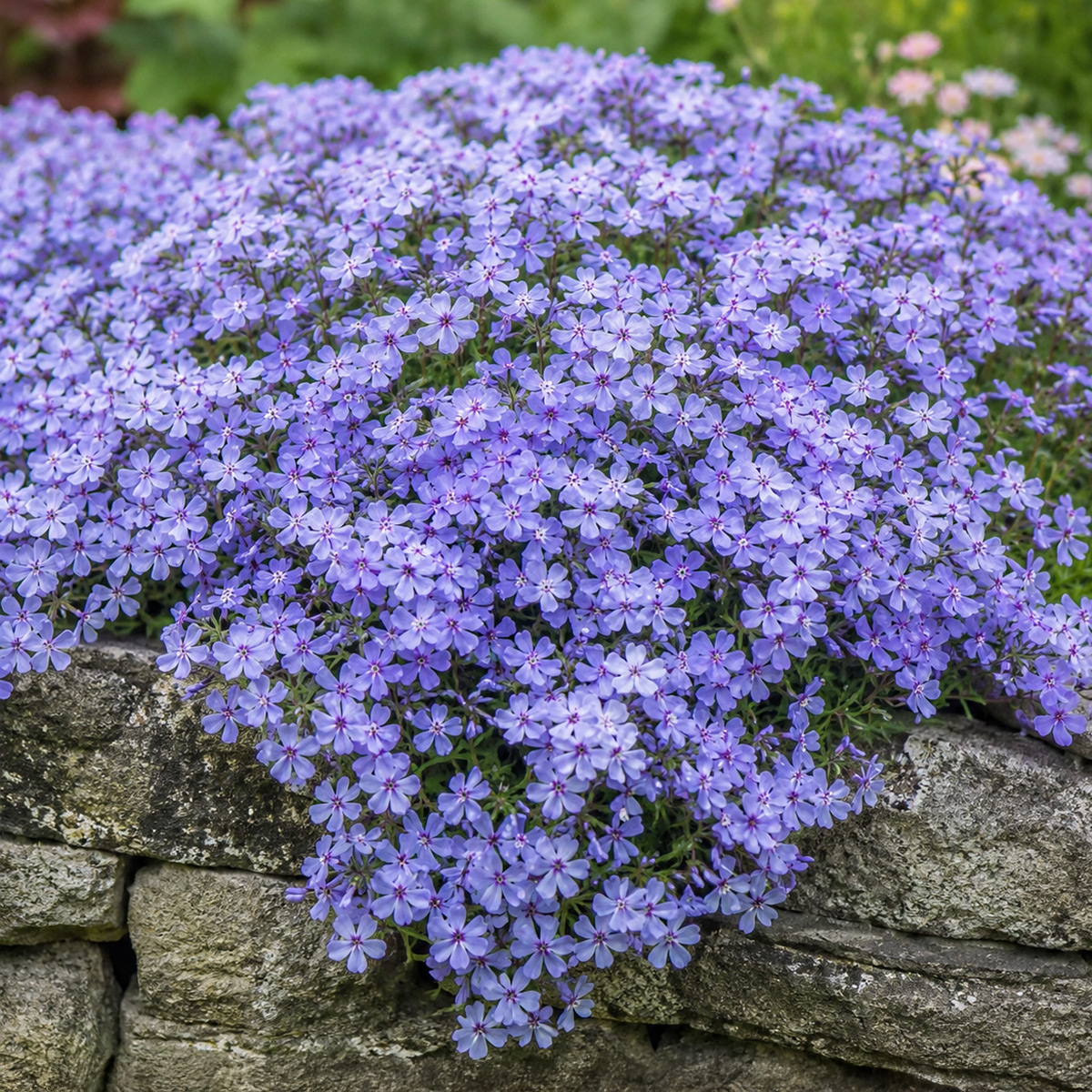 Blauvioletter Waldphlox Chattahoochee