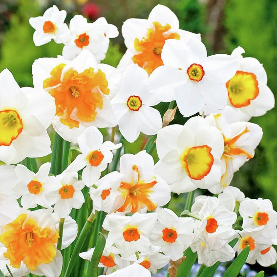 Narzissen Frühlings-Mischung Weiß und Orange