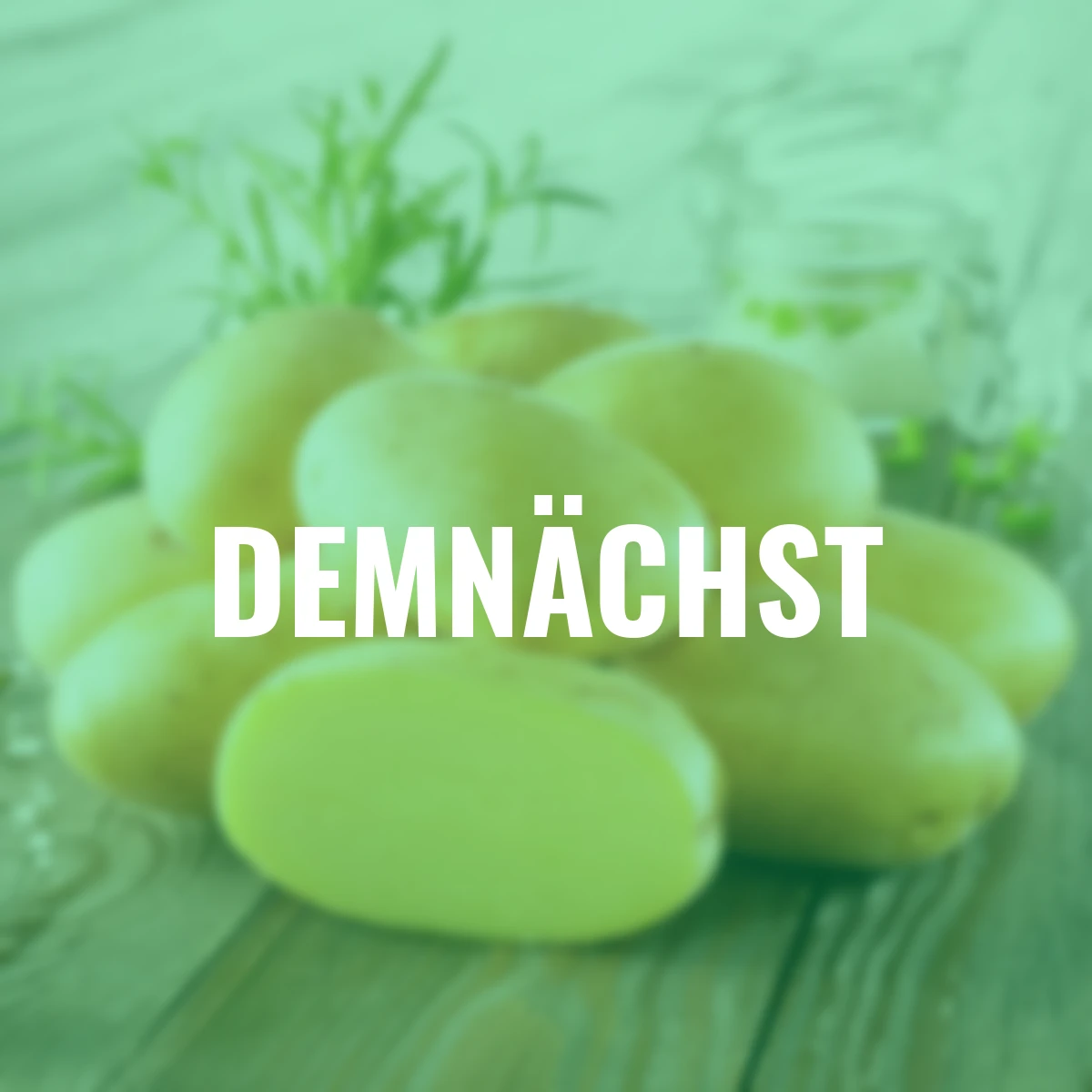 Kartoffel Bernina, 10 Stück