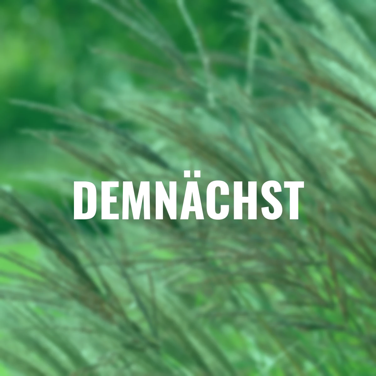 Chinaschilf Red Chief, im ca. 11 cm-Topf