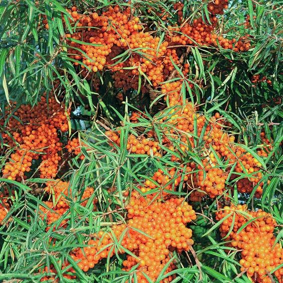 Sanddorn Leikora, weiblich