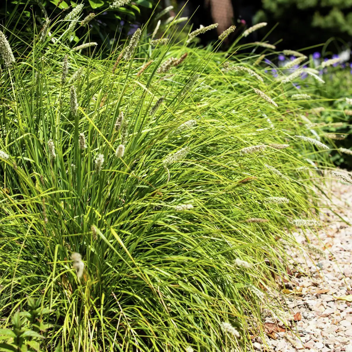 Bodendeckergras Blaugras Greenlee