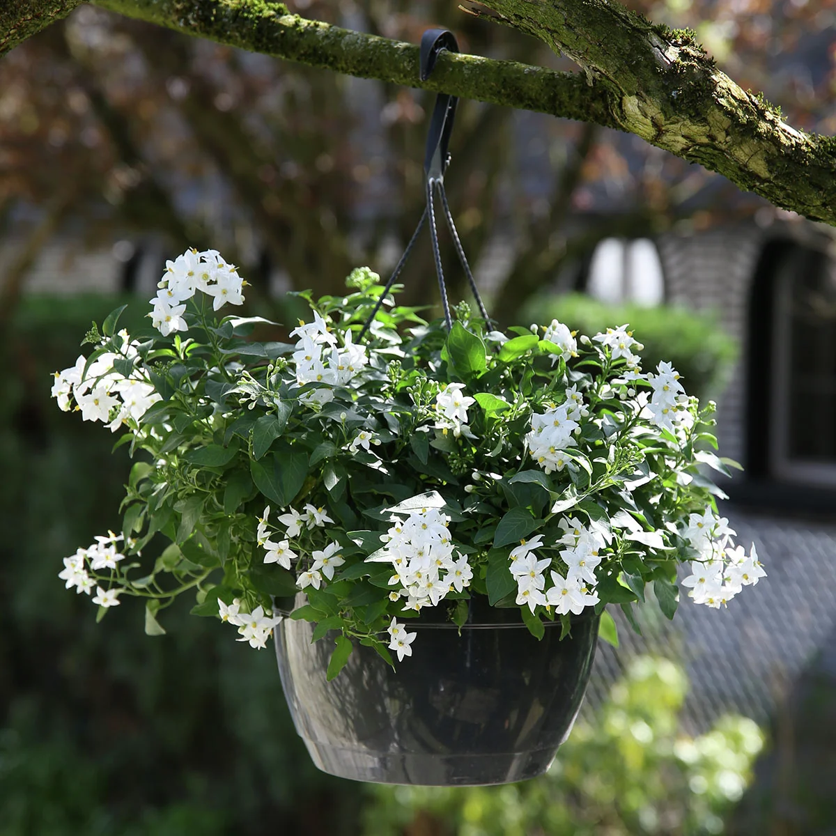 Sommer-Jasmin Hänge-Ampel, weiß günstig kaufen bei Gärtner Harry