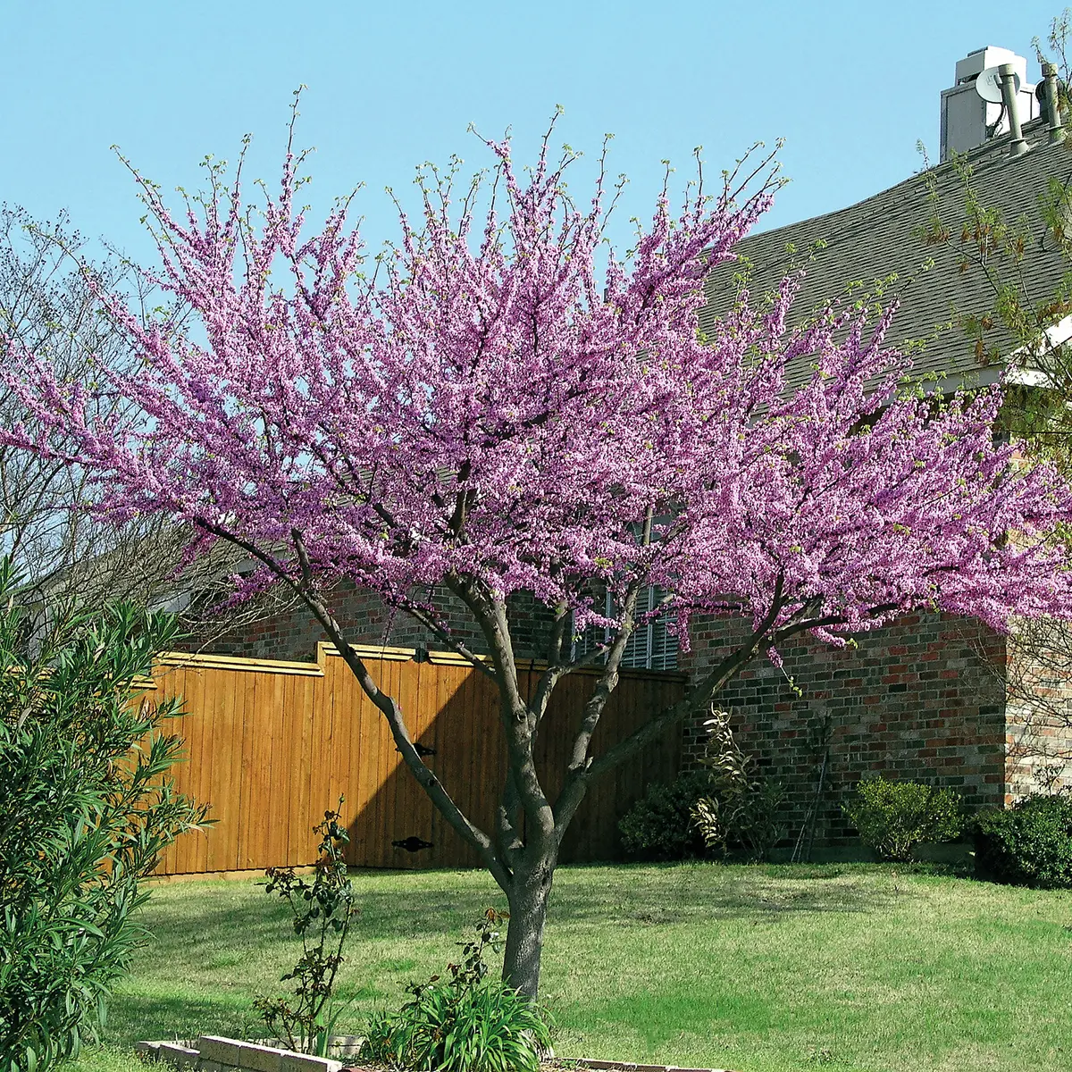Judasbaum Pink Pom Poms