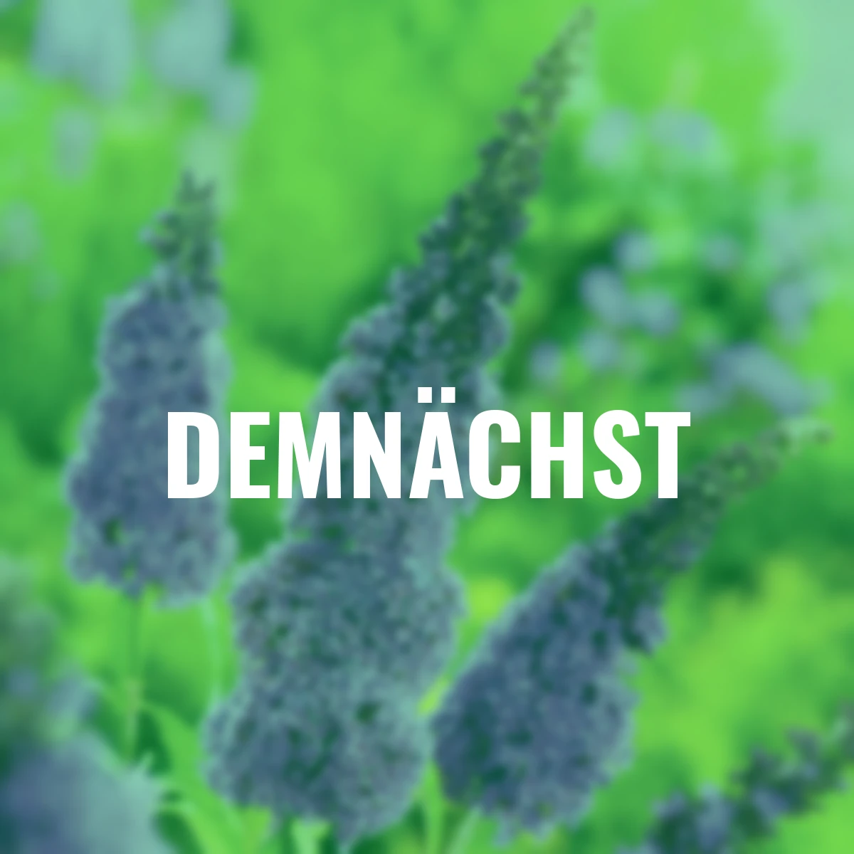 Schmetterlingsflieder, blau