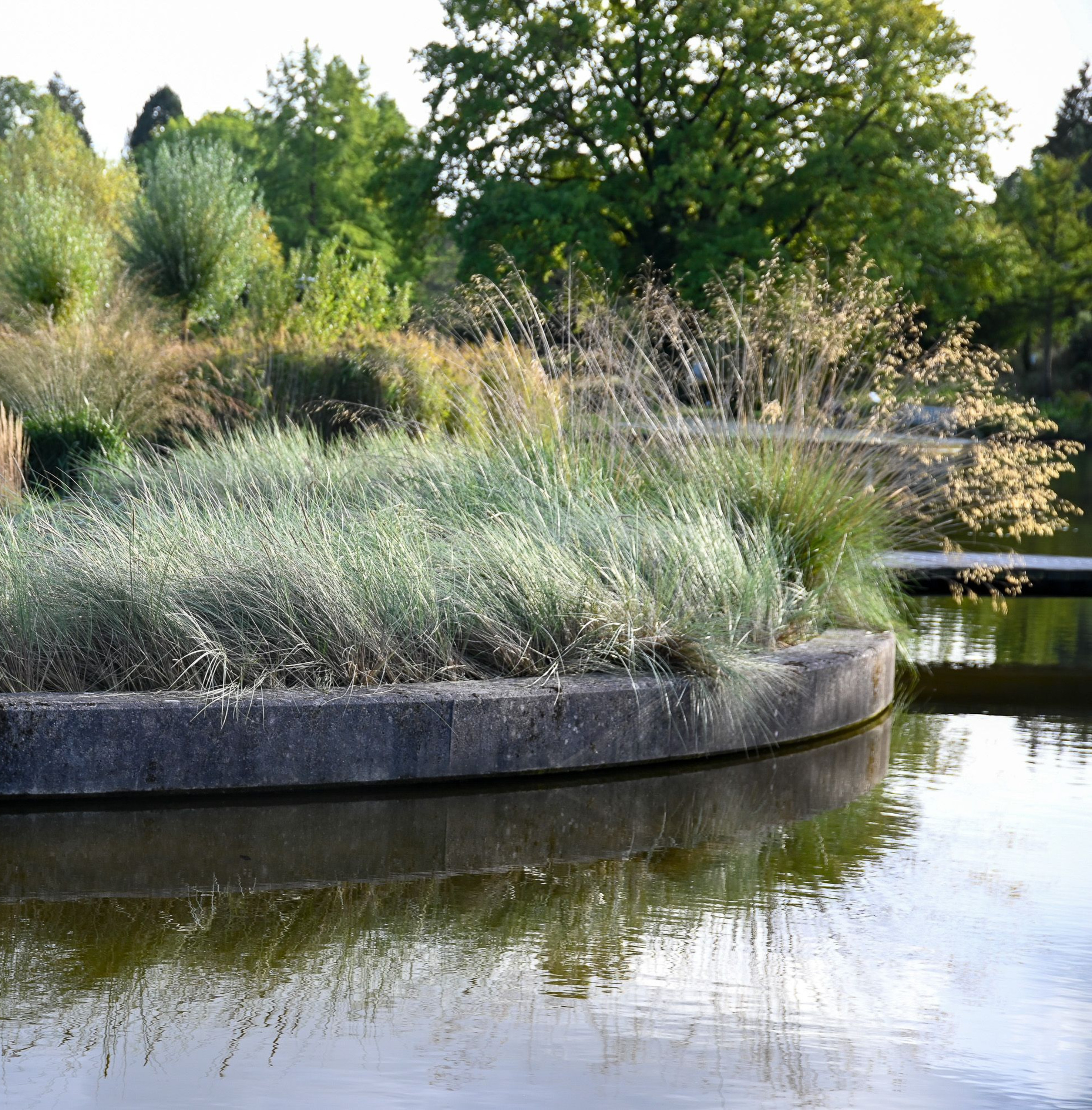 Strandroggen, Dünengras (Dünengras)