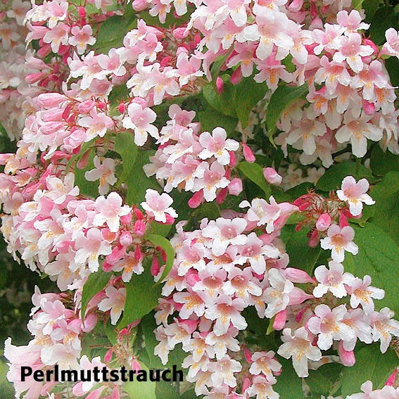 Ziergehölz-Set Blütenhecke