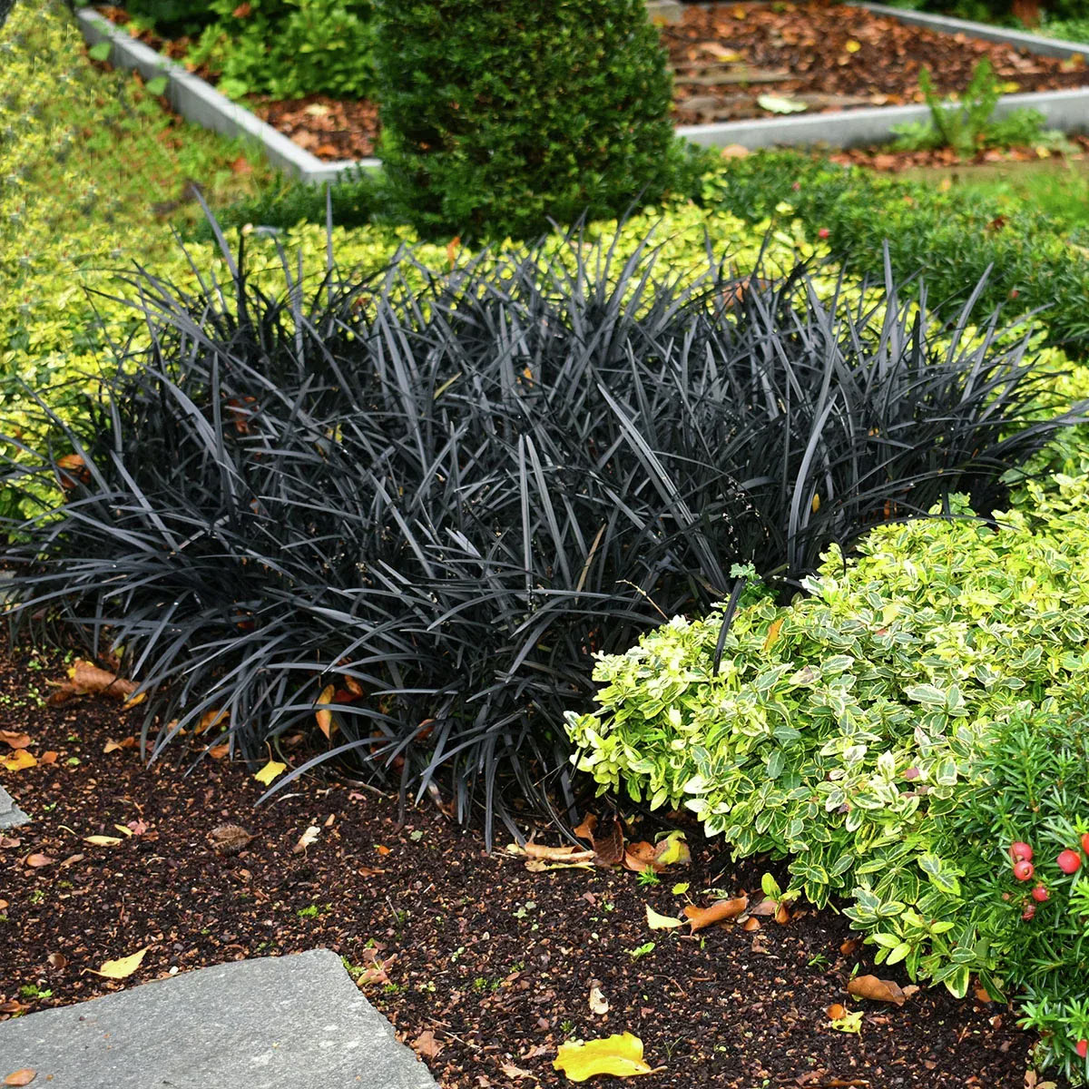 Schwarzer Schlangenbart mit fast schwarzen Grasblättern als Kontrastpflanze im Schattenbeet