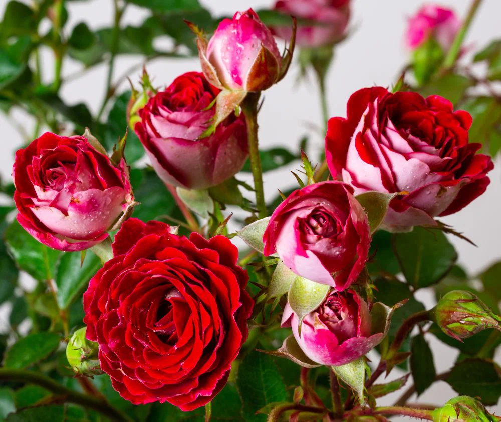 Roter Rosen-Stamm, Höhe ca. 60 cm