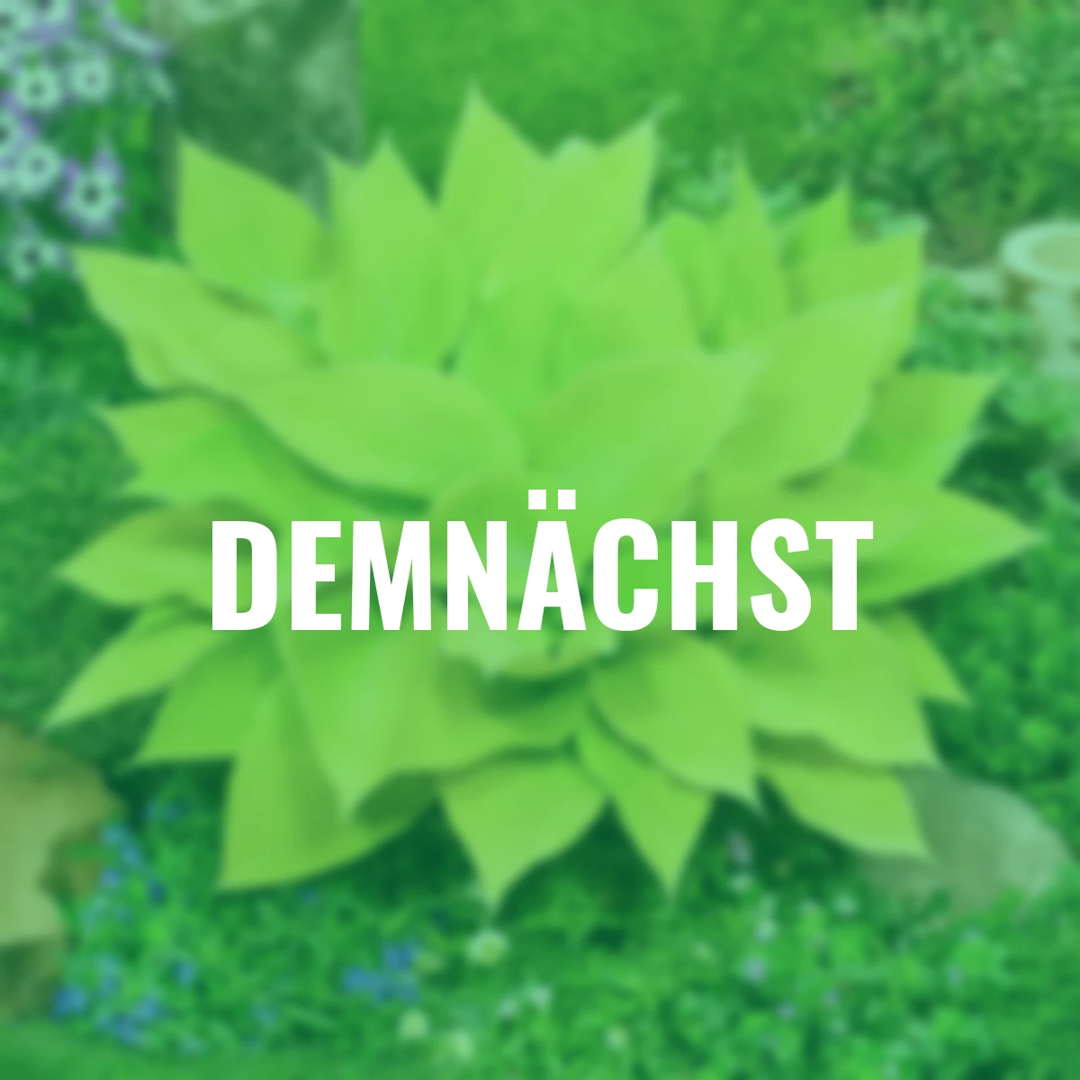 Funkie Sunny Halcyon