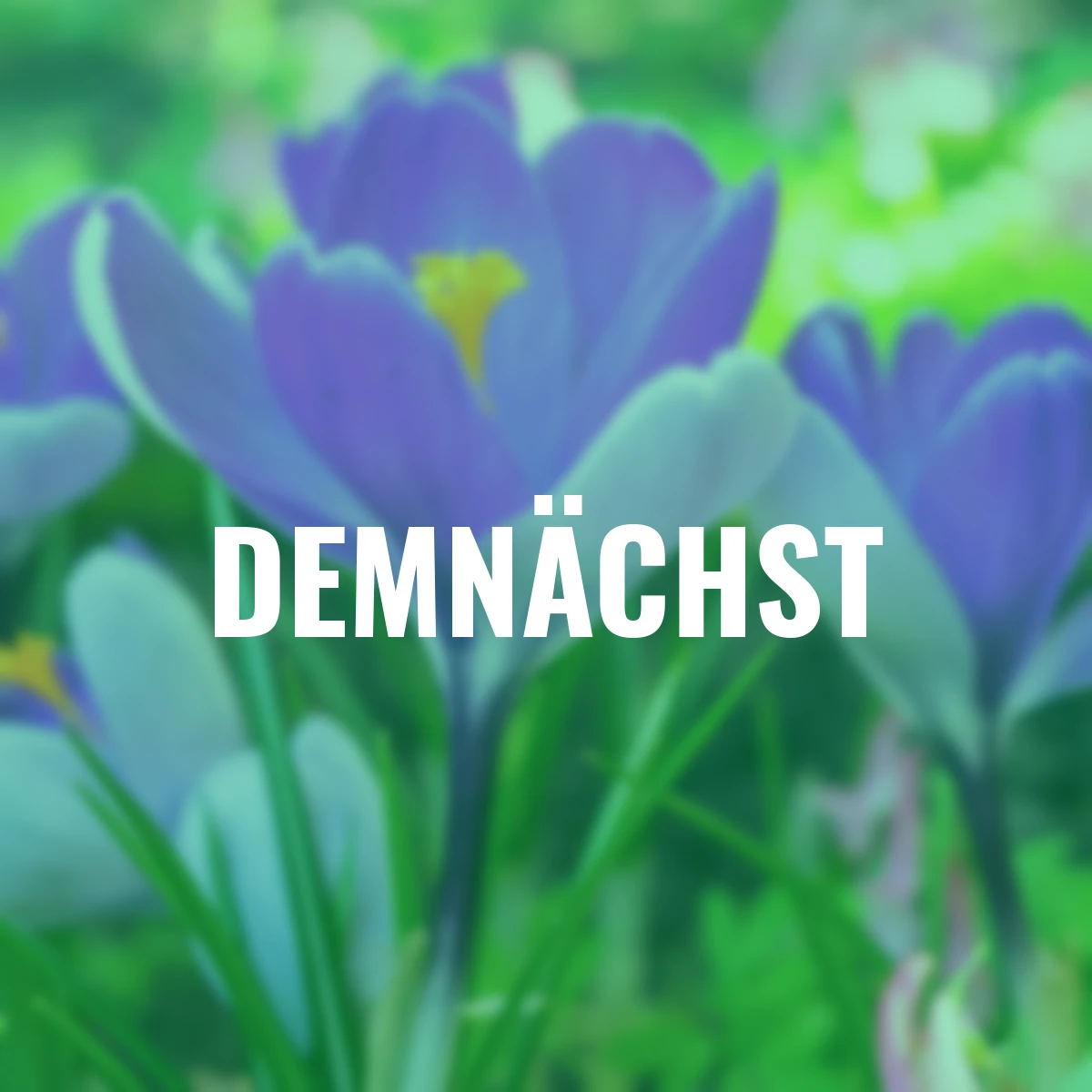 Krokus Vernus Whale Shark