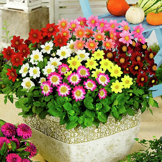 Top-Mix-Dahlien-Mischung