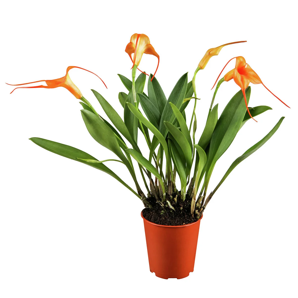 Orange Orchidee BallaVallia, Höhe ca. 20-30 cm