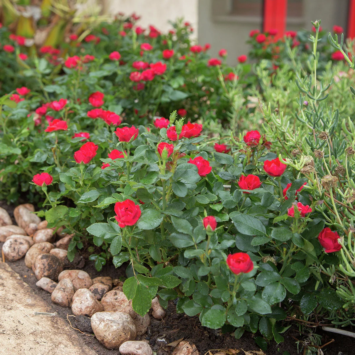 Beetrose Zepeti®, im ca. 17 cm-Topf