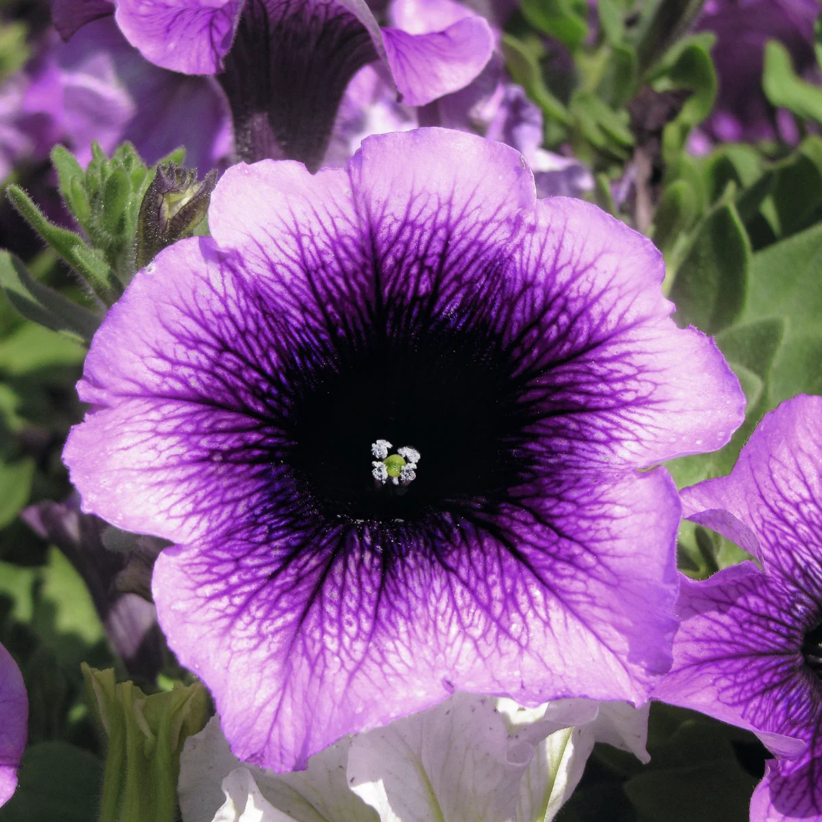Riesenhängepetunie AlpeTunia® Blueberry