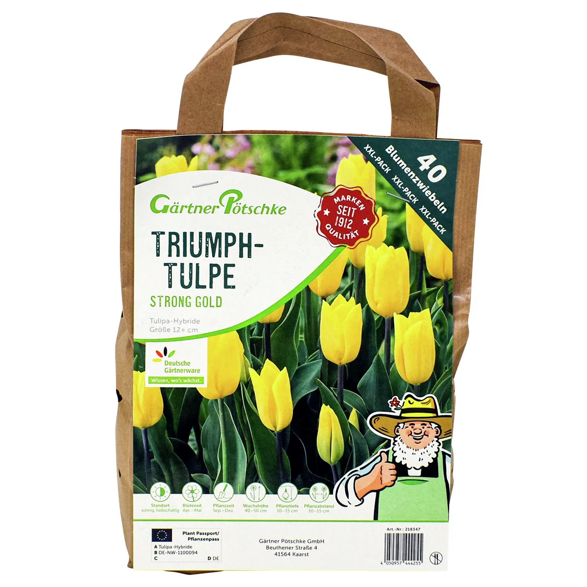 Tulpe Strong Gold, XXL-Pack.