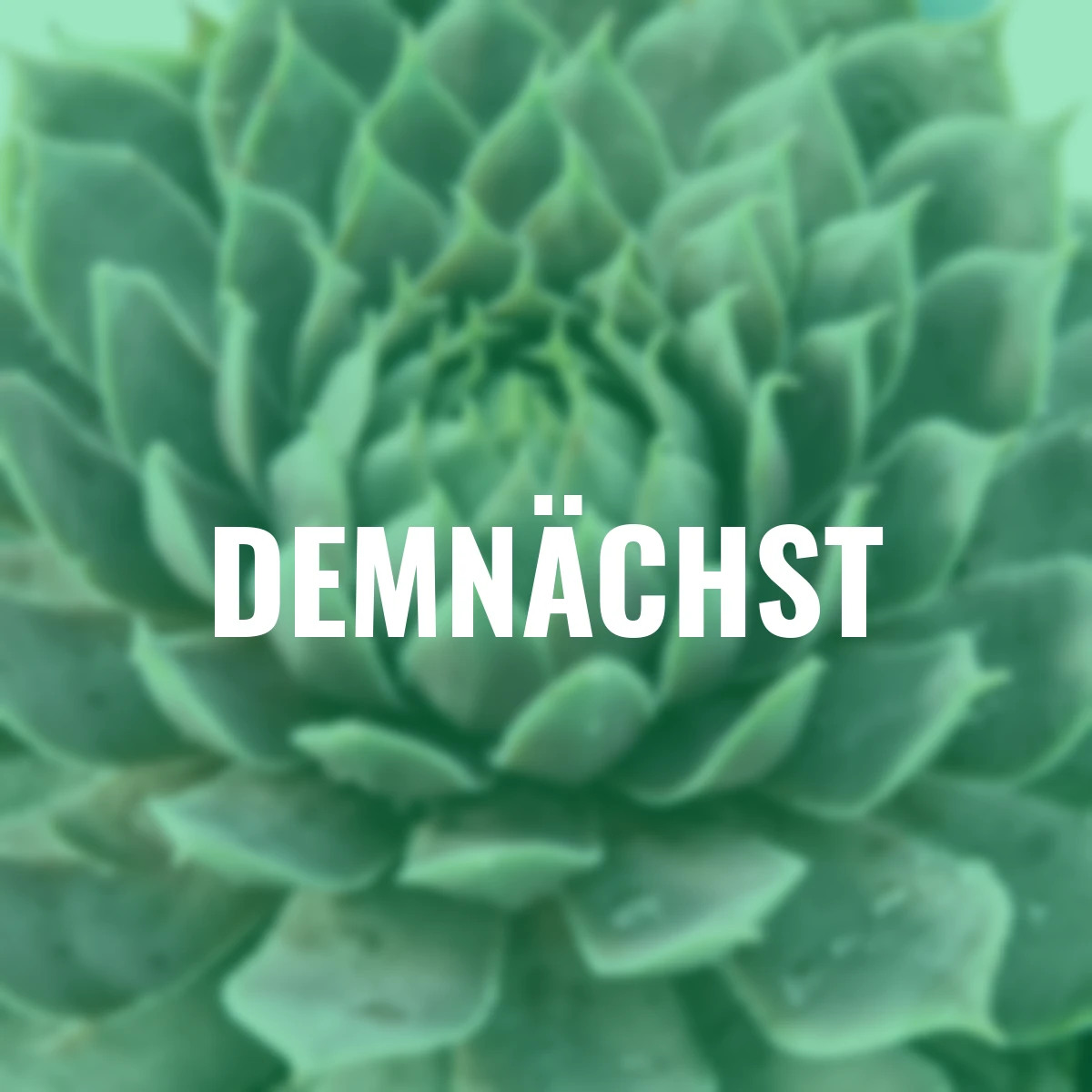 Hauswurz Chick Charms® Berry Blues