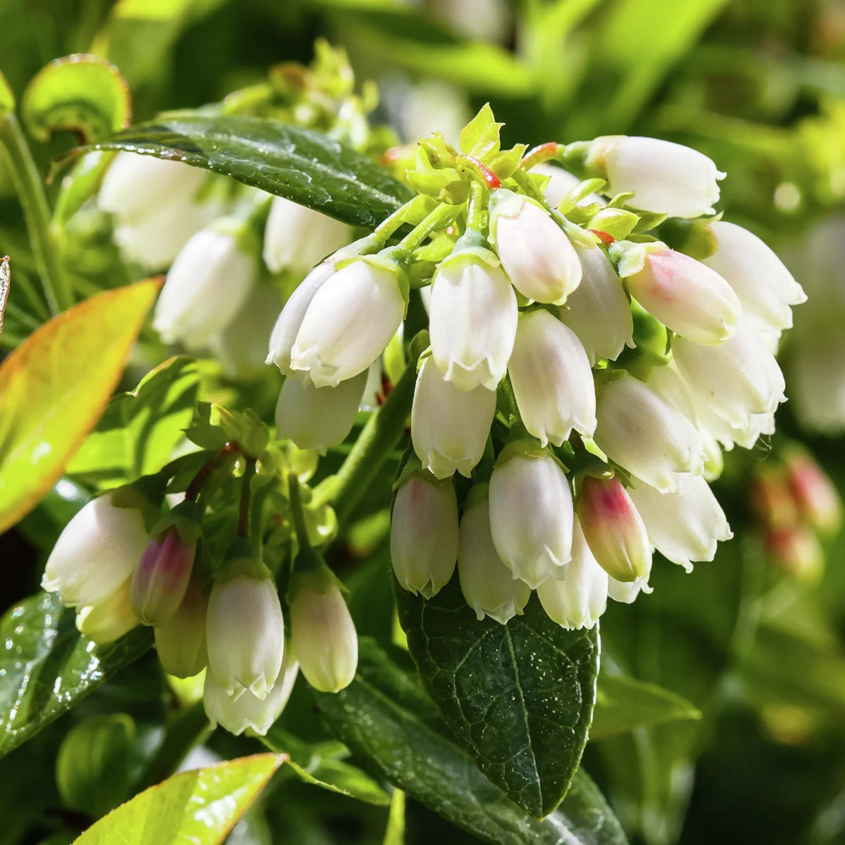 Heidelbeere BrazelBerry® Berry Bux® - im ca. 11 cm-Topf