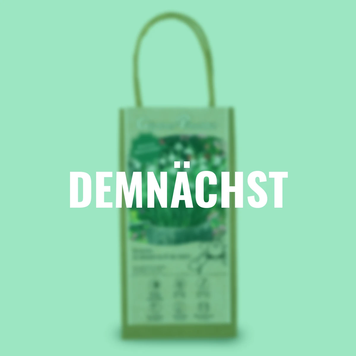 Elwes-Schneeglöckchen