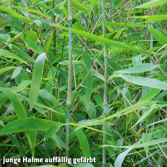 Schirmbambus Great Wall