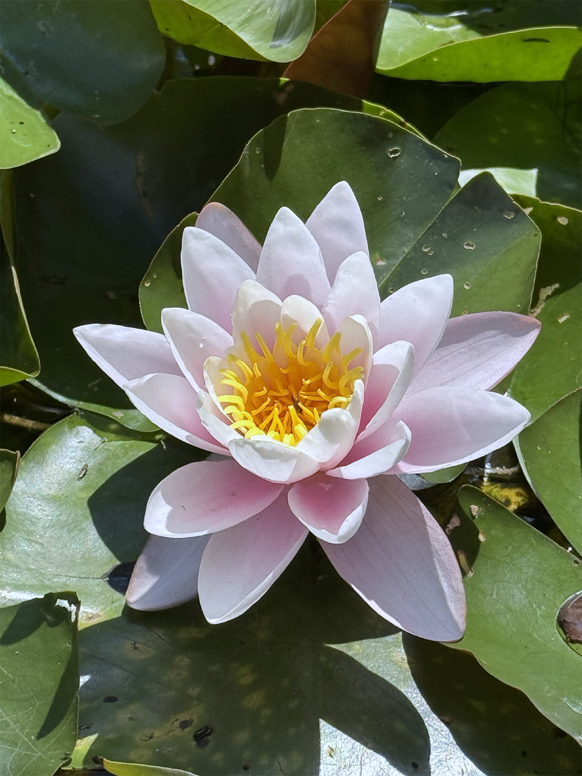 Gartenfoto von Lennart – Platz 3 beim Gärtner Harry Fotowettbewerb „Dein schönster Garten-Moment im Sommer“