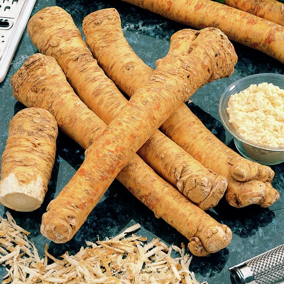 Meerrettich Armoracia, Pflanzgut