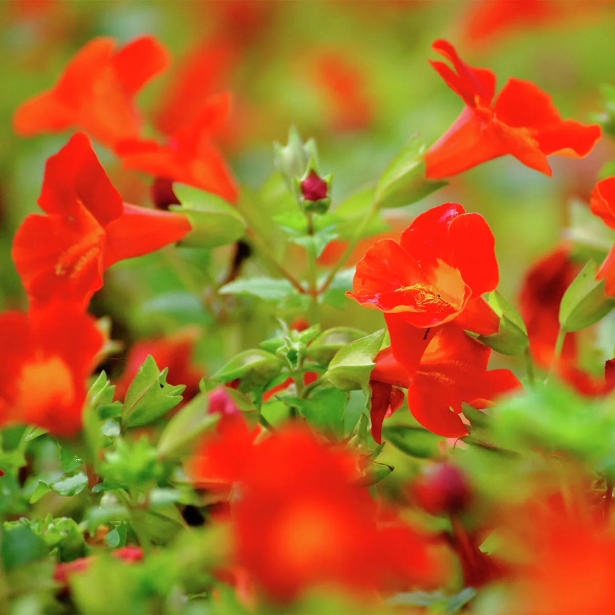 Gauklerblume rot-orange