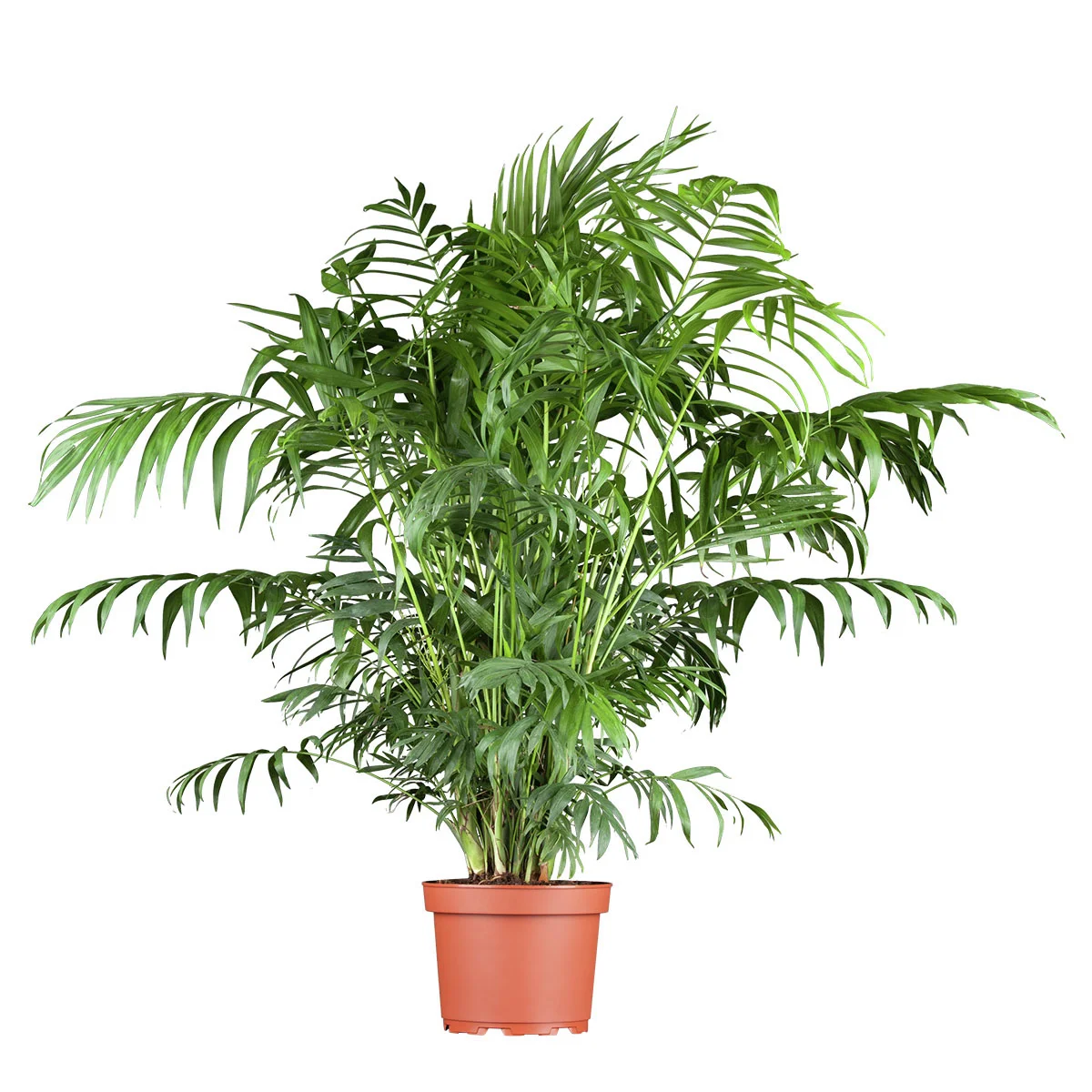 Bergpalme, im ca. 17 cm-Topf, Höhe ca. 40-60 cm