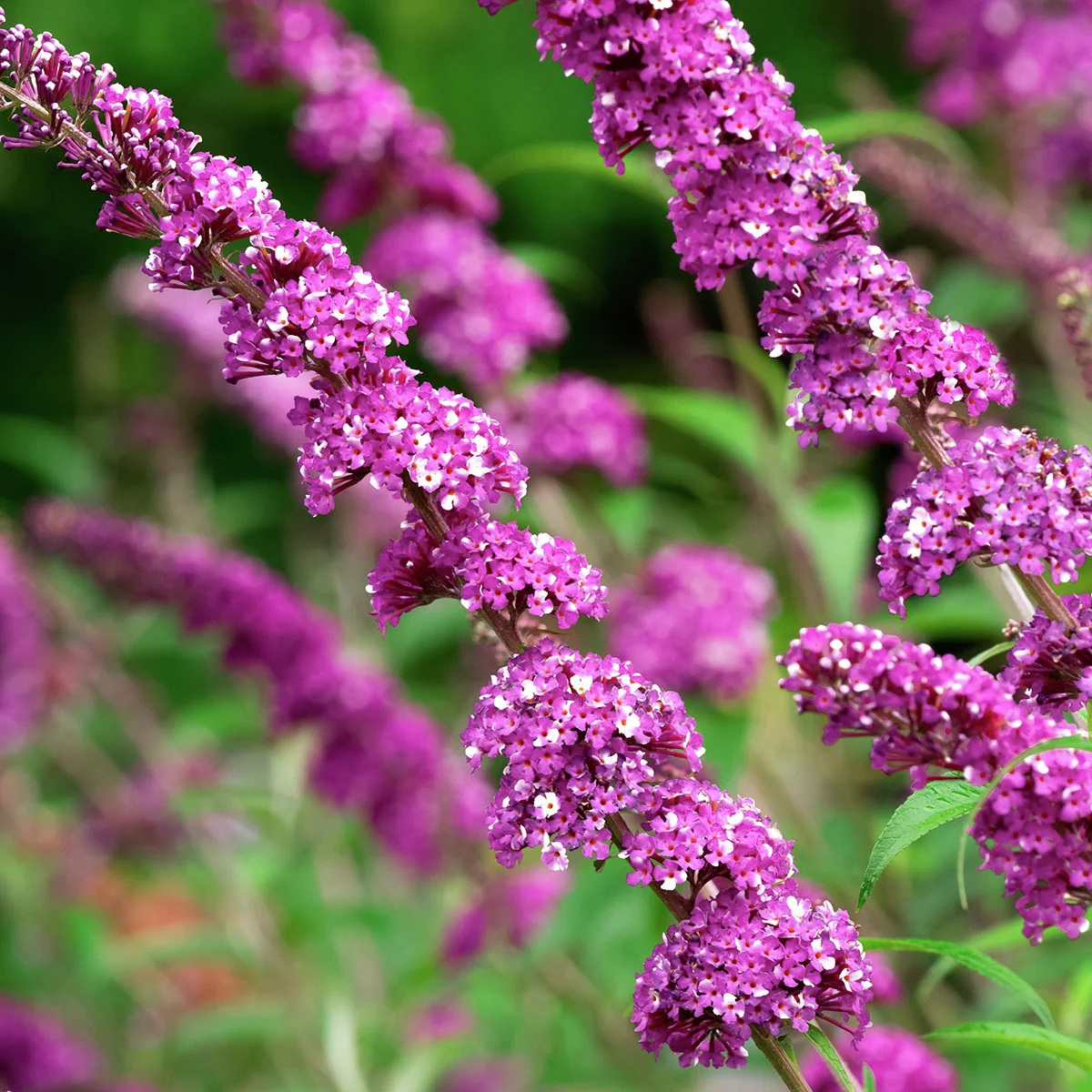 Schmetterlingsflieder Berries and Cream®