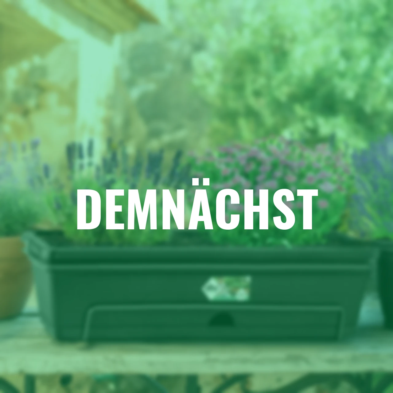 Stauden-Set inkl. Balkonkasten