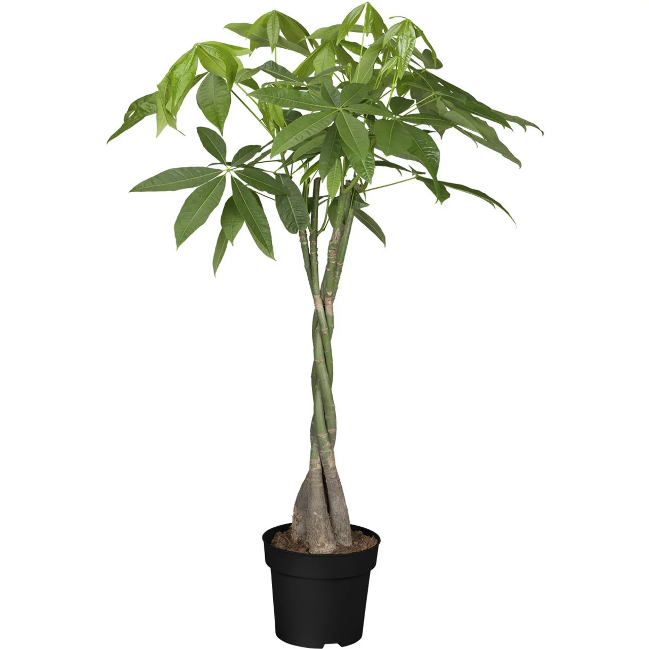 Große Glückskastanie, im ca. 21 cm-Topf