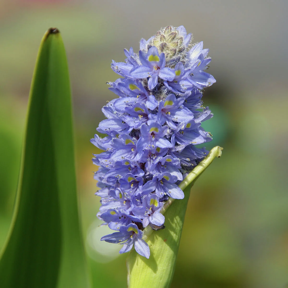 Hechtkraut, im ca. 11 cm-Topf