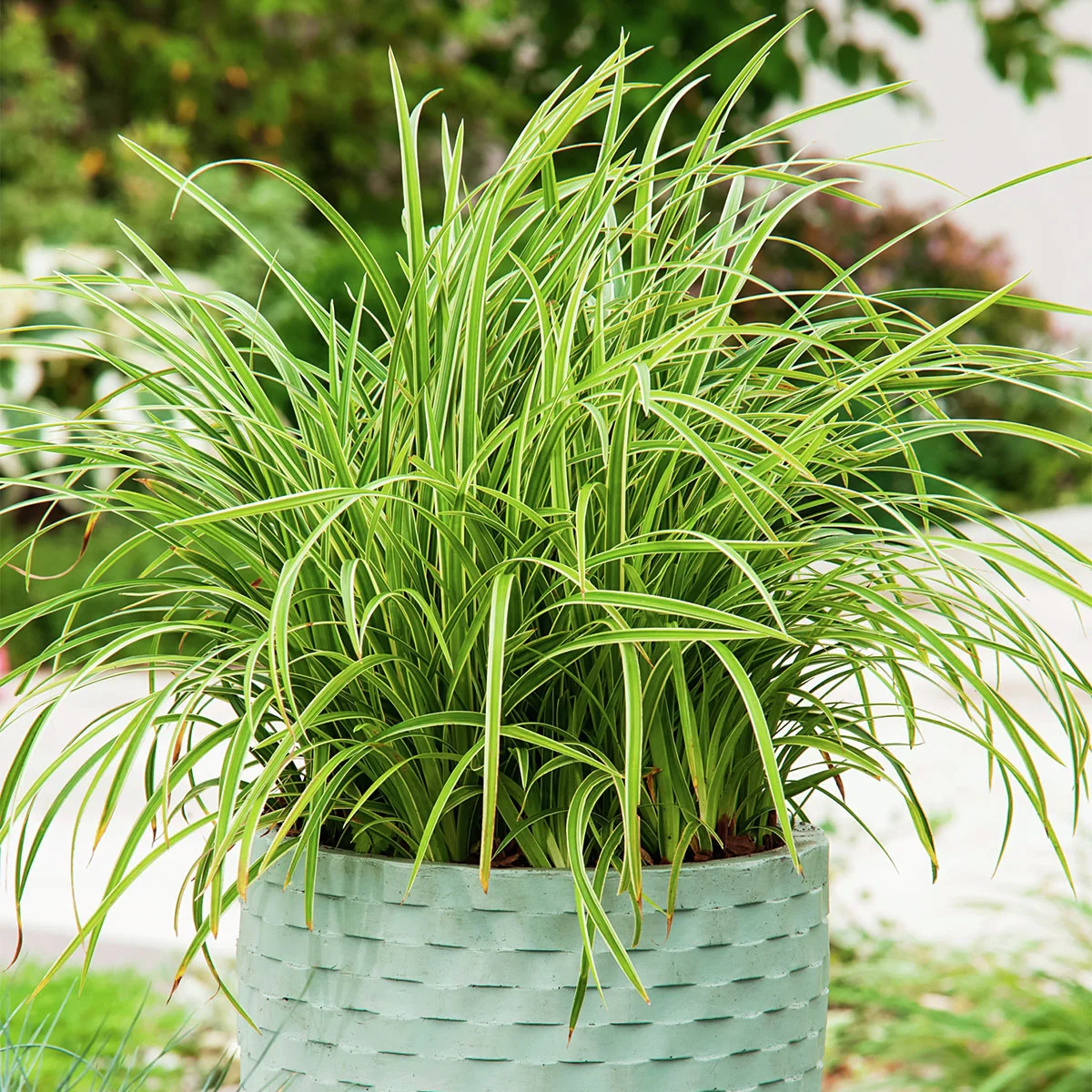 Japansegge Ice Dance