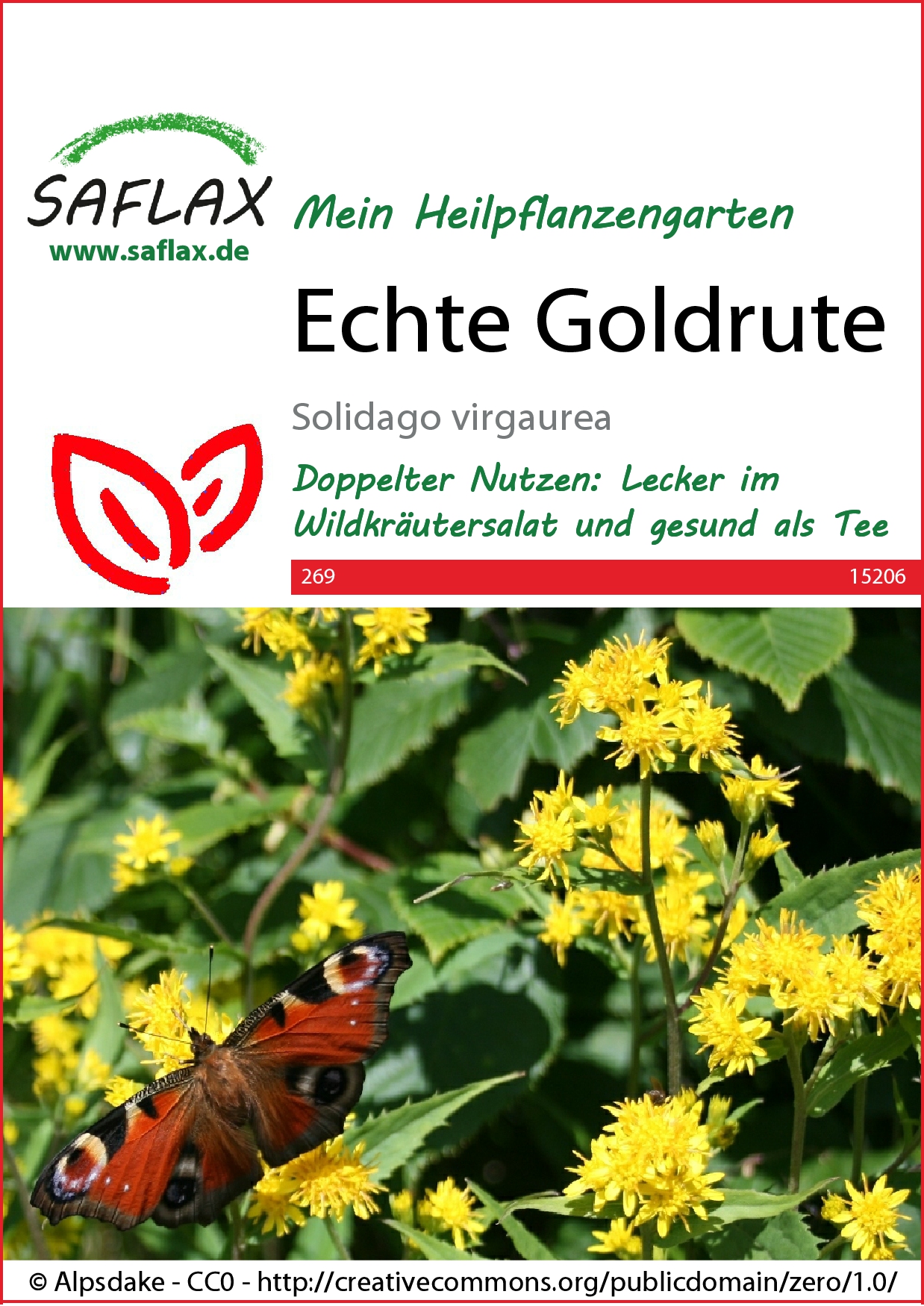 Echte Goldrute - Samen