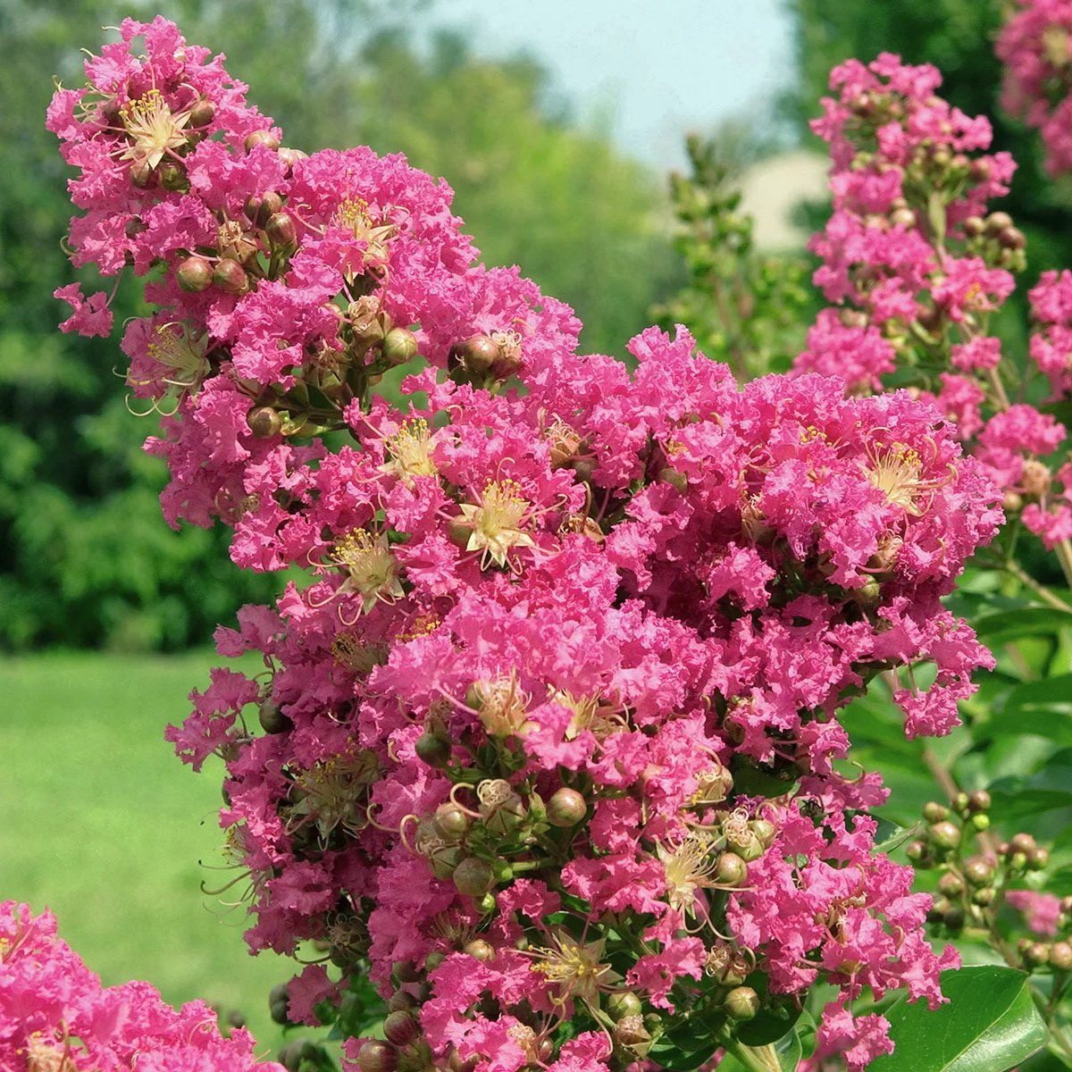 IndianerFlieder(R) Osage, hellrosa