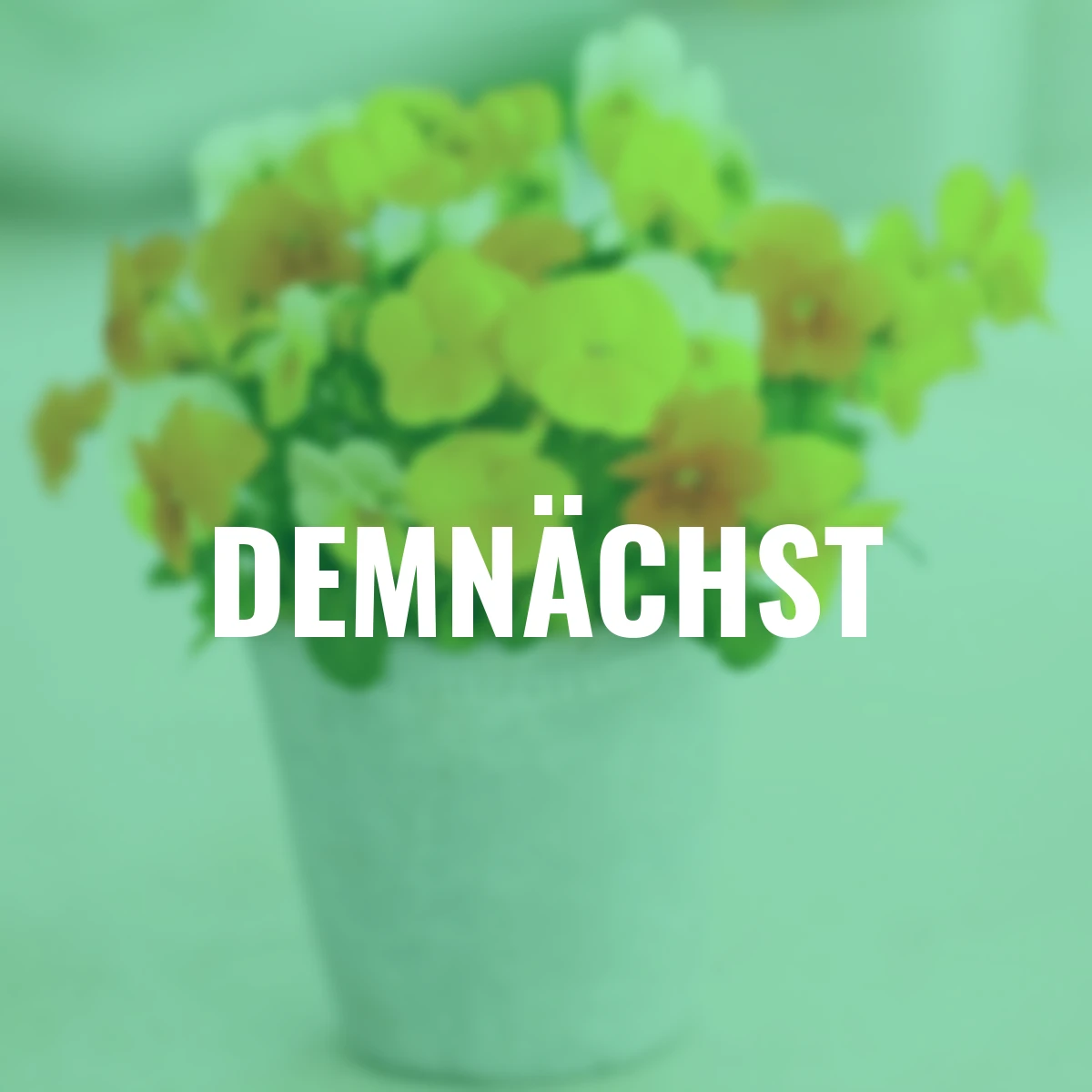 Hornveilchen Mix a Twix® Sunny