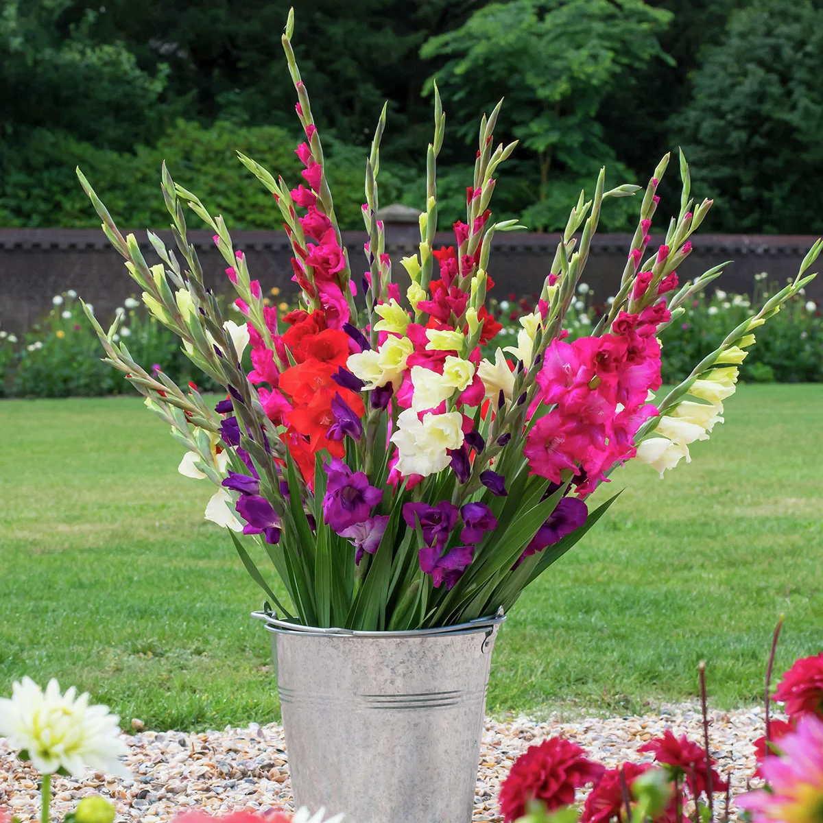 Gladiolen Life-Style XXL-Mischung