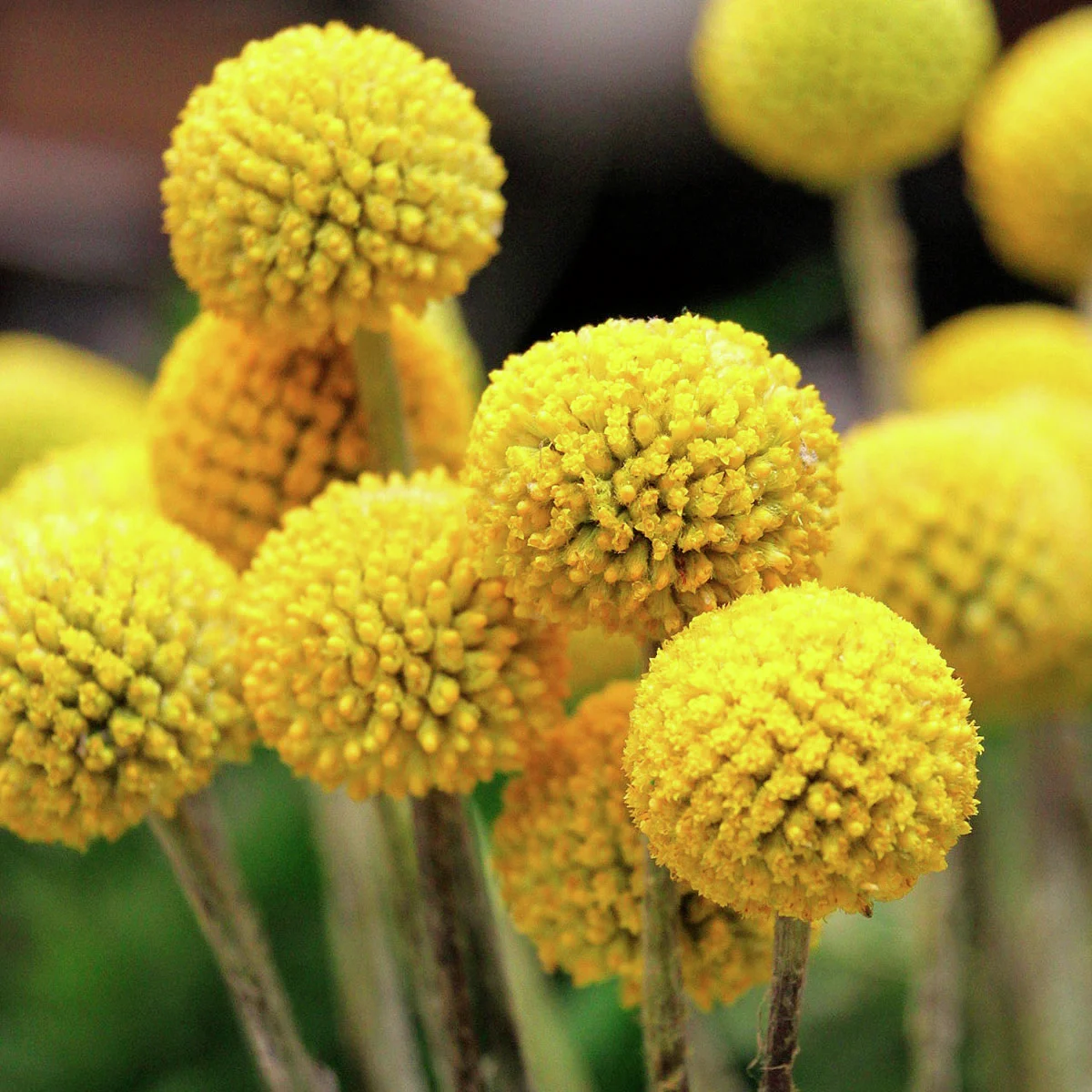 Trommelstöckchen Craspedia
