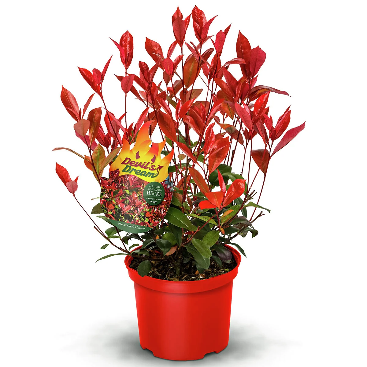 Glanzmispel Devil's Dream®