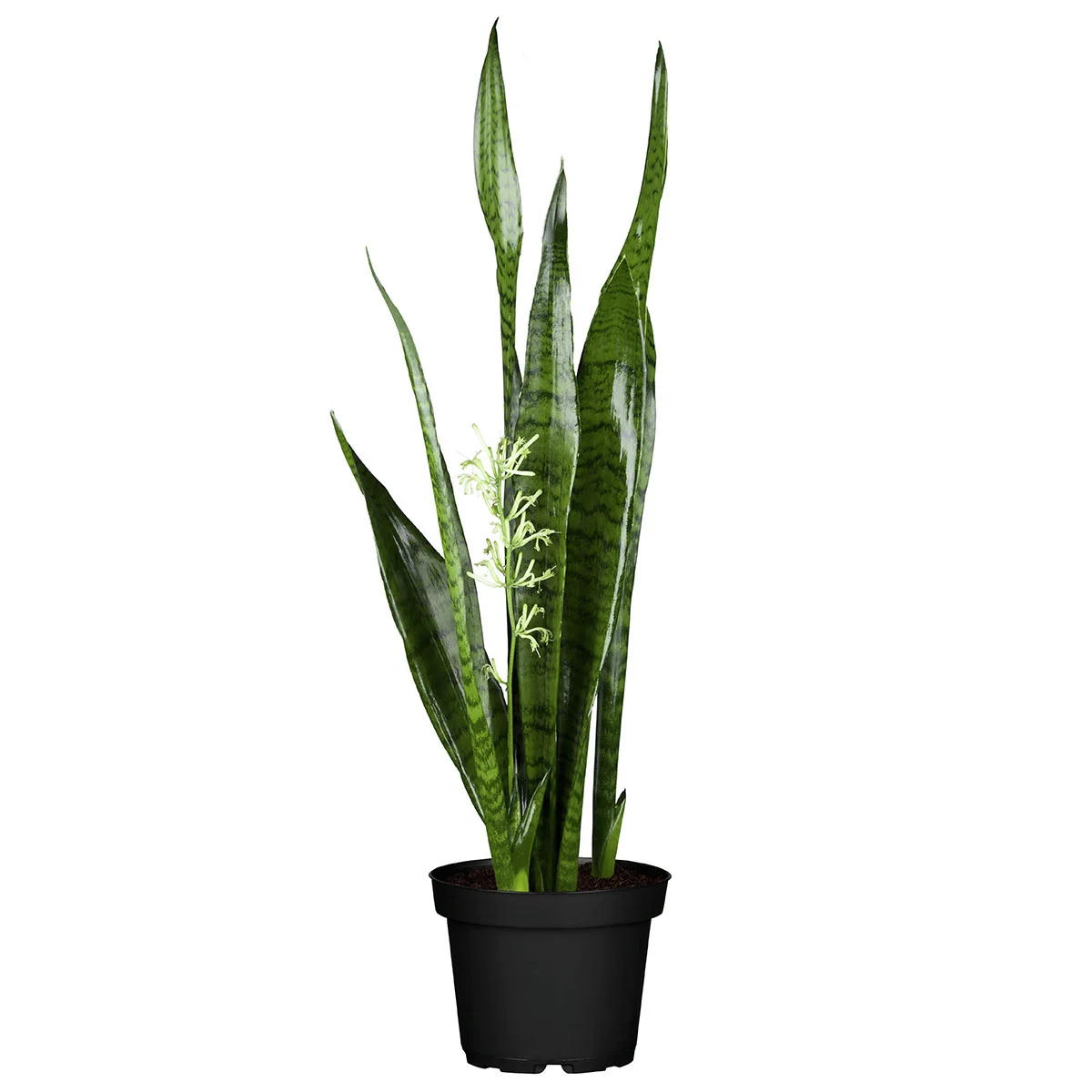 Bogenhanf Zeylanica, Höhe ca. 60-70 cm