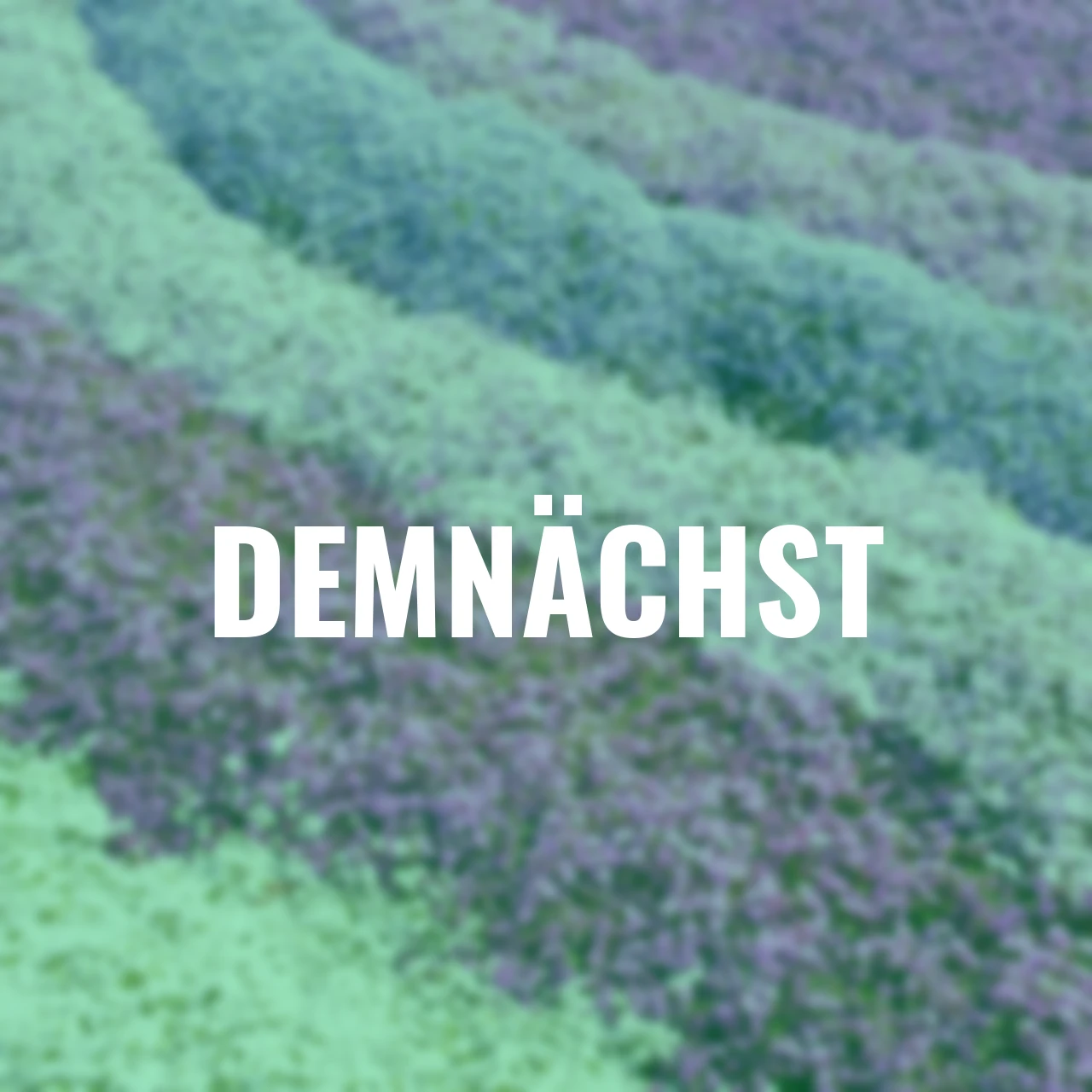 Polsterphlox Farbzauber Quartett, 12 Stück