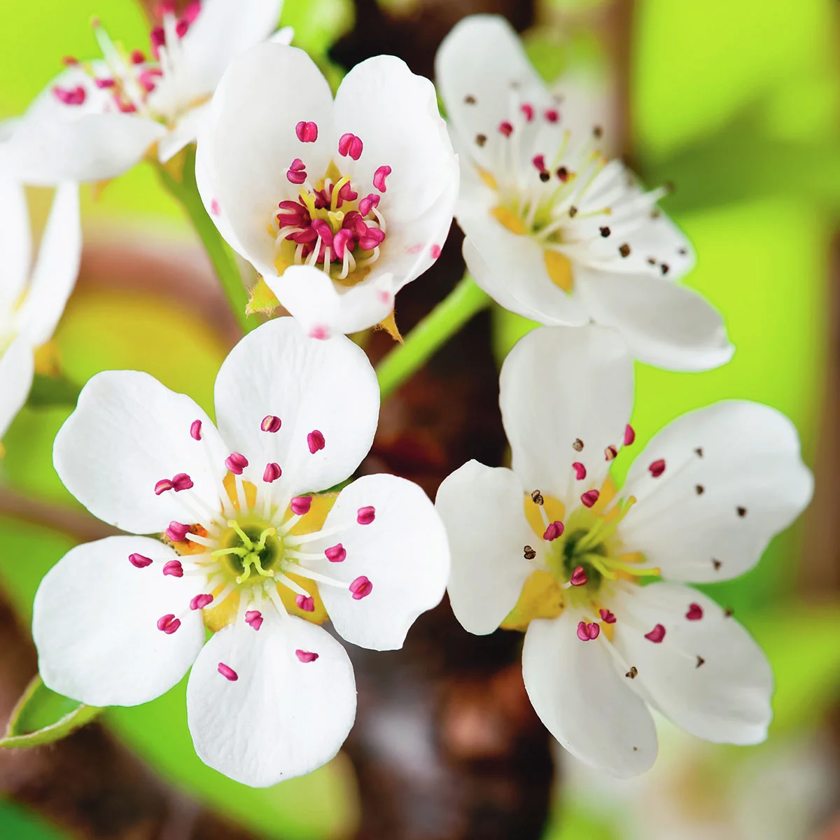 Säulen-Birne Obelisk®