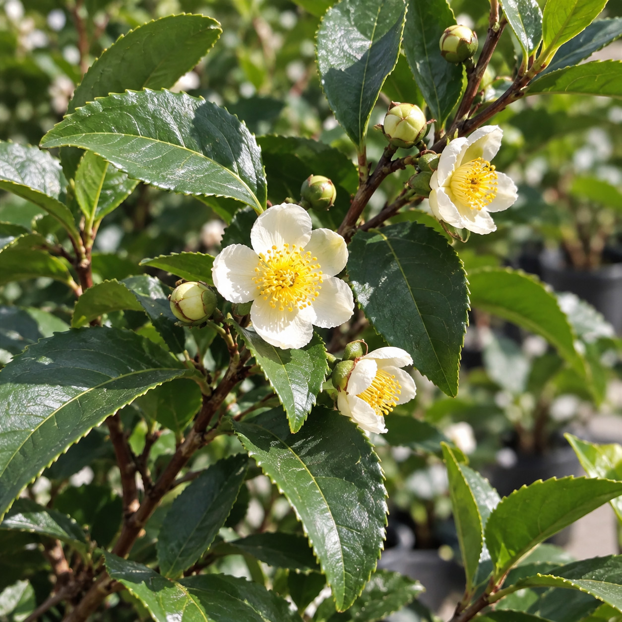 Echter Tee Fresh-T® Bloomtea