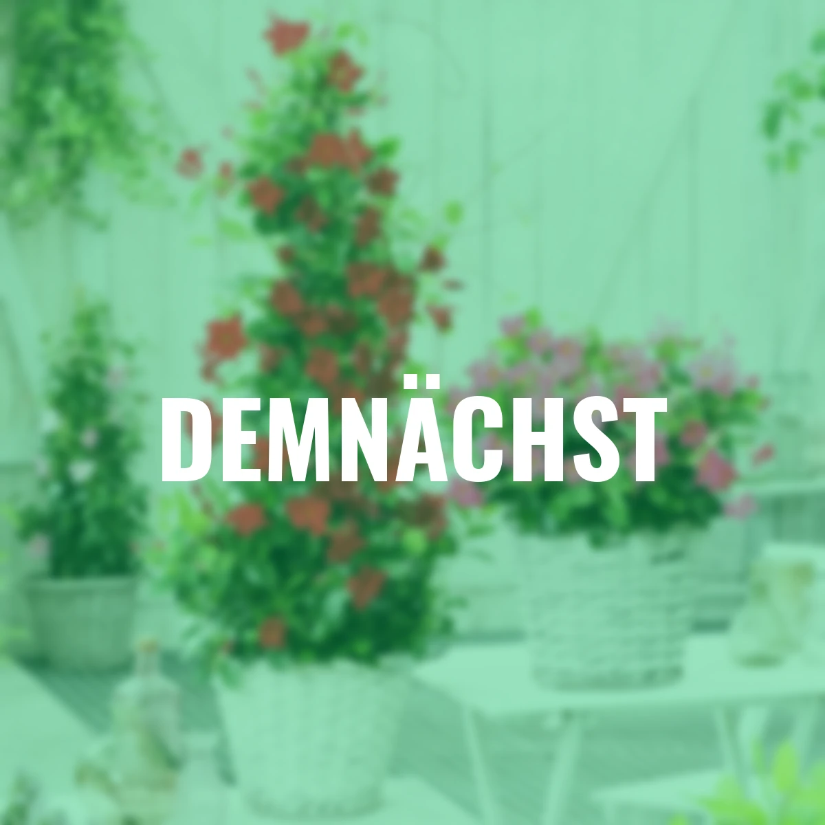 Dipladenia-Pyramide, rot