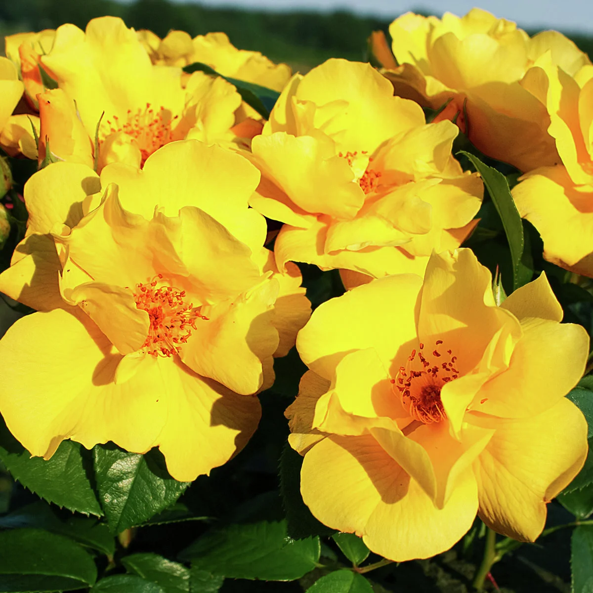 Beetrose Lemon Fizz® Nektar Garten®